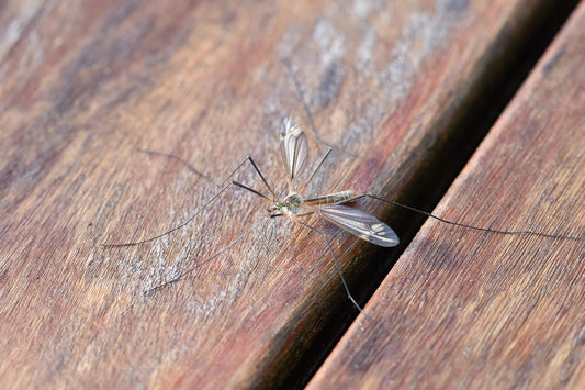 Battling Mosquitoes During Outdoor Adventures