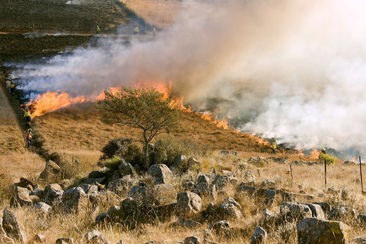 How to Survive a Wildfire While Hiking