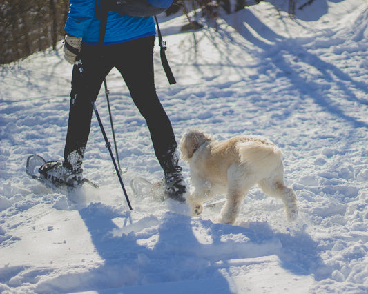 5 Best Outdoor Activities for Dog Owners in November in North America